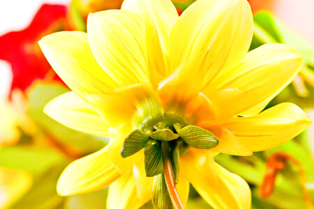 Large Yellow Flower Backside photo