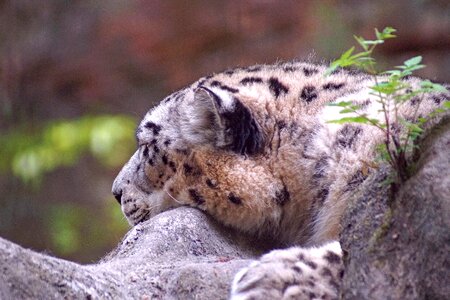 Snow leopard big cat tiergarten photo