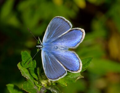 Butterflies polyommatus icarus photo