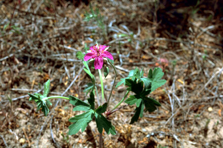 Wild Geranium-2