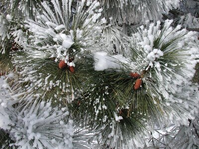 Frozen leaves snow
