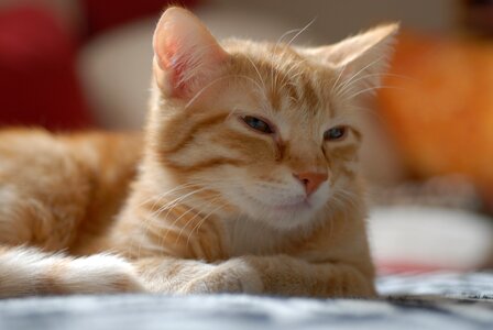 Orange red mammal