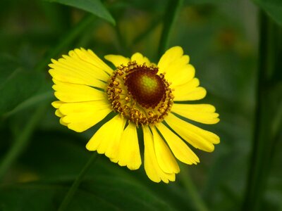 Rudbeckia yellow summer photo