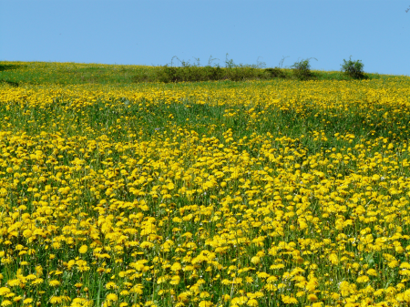 Bloom meadow beautiful