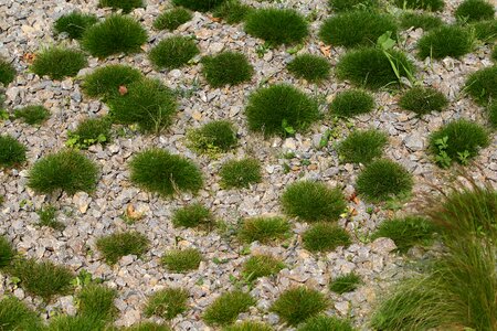 Pebble green wild grass