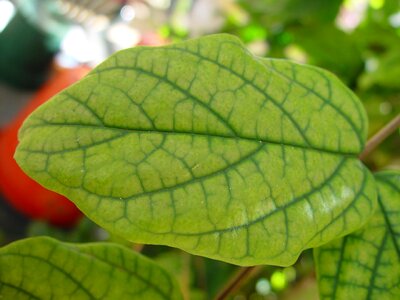 Leaf  