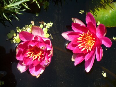 Flower water lotus flower photo