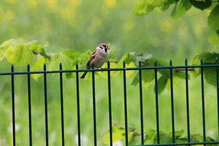 Animal bird fence photo