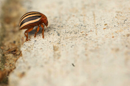 Colorado potato beetle-1