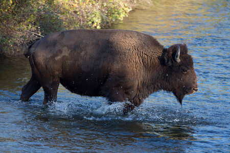 Bison crosses Mission Creek
