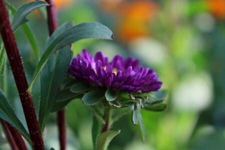 Violet Yellow Flower Side