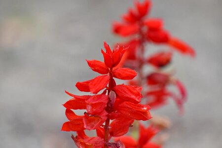 Flower Garden focus petals photo