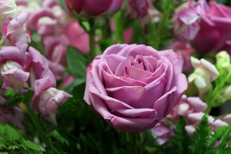 Beautiful beautiful flowers beautiful photo