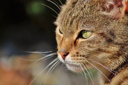 Curious animal portrait cat nose
