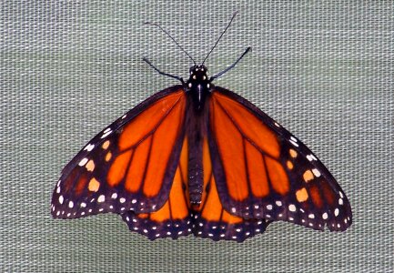 Wings bug wildlife photo