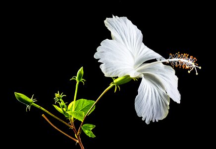 Flower white marshmallow photo