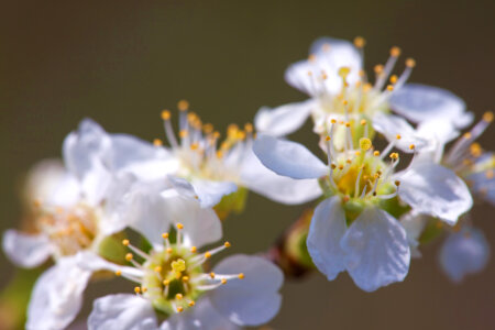 flowers photo