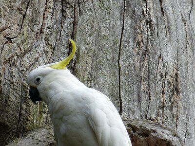 Plumage feather head
