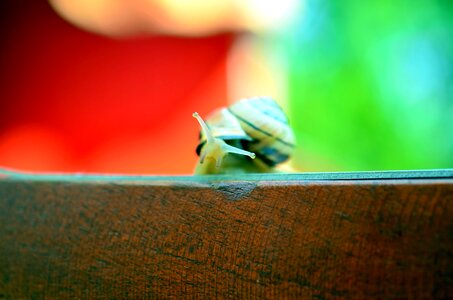 Animal colorful fauna