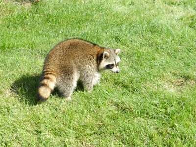Nature wildlife cute