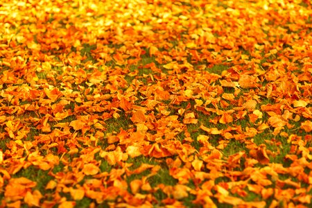 Golden leaf leaves photo