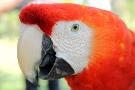 Amazon beautiful photo bird photo
