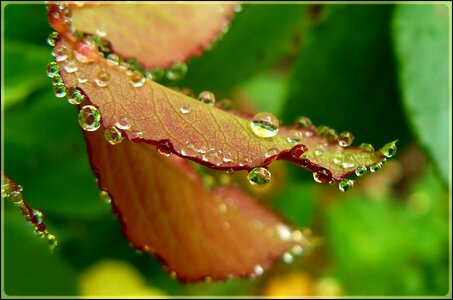 Green nature raindrop
