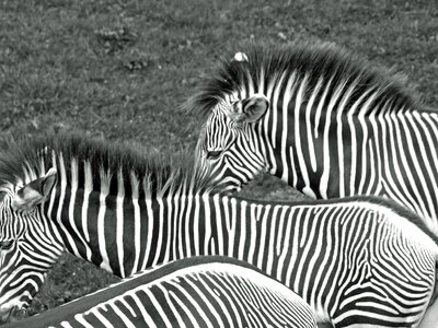 Wild striped horses