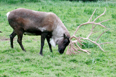 Caribou using antlers photo