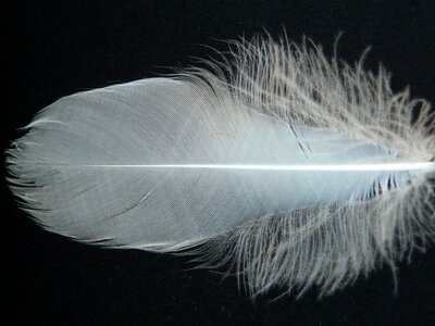 Swan feather feather swan photo