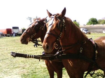 Horses  