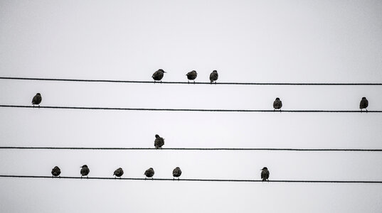 Small Birds standing on the wire photo
