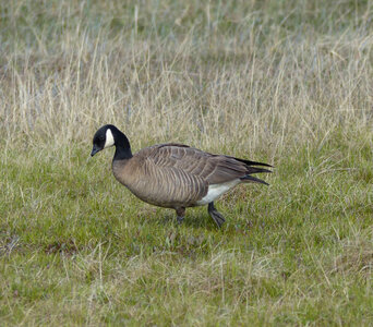 Cackling Goose photo