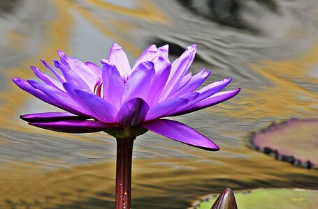 Aquatic beautiful flowers beautiful photo
