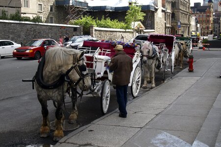 Wedding carriage transportation photo