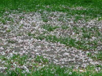 Meadow covered host