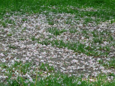 Meadow covered host photo