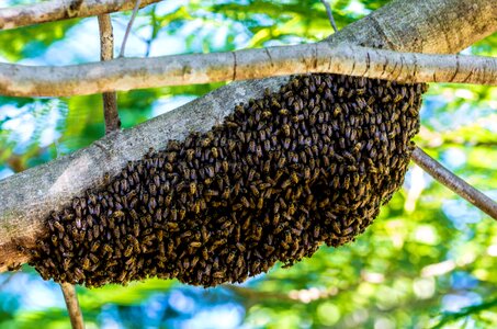 Hiking bees bees hive