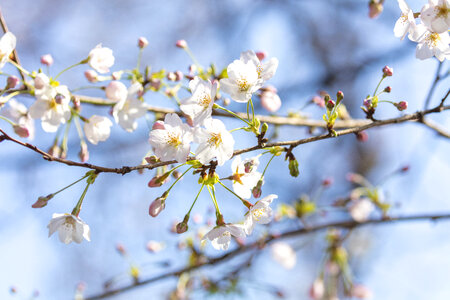 57 Cherry tree