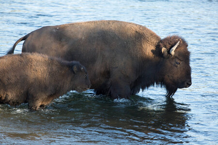 Bison cow and calf in water-1