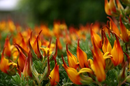 Orange plants bloom photo