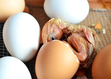 Chicken eggshell poultry photo