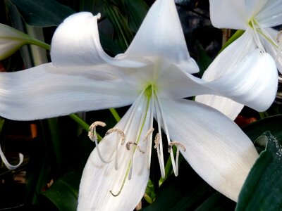 Close-up plant nature