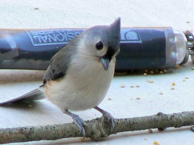 Baeolophus Bicolor bird close photo