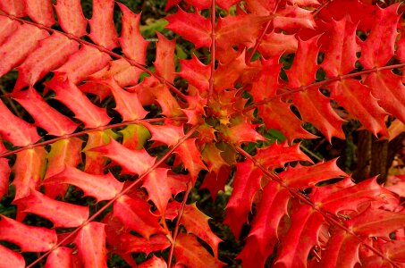 Leaves autumn red