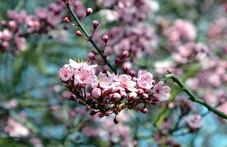 Branch bud flower