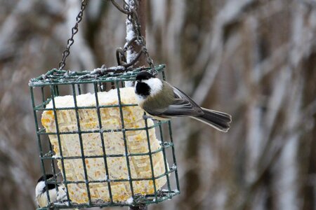 Bird fly wings