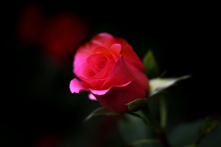 Floral romance love