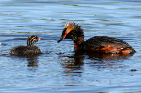 Horned grebe with chick photo