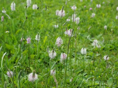 Meadow flowers blossom photo